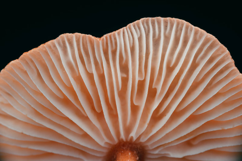 Mushroom Extraction