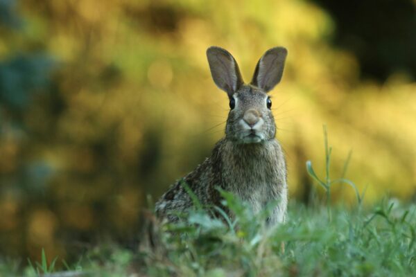 Discover the Mushroom Magic Behind Peter Rabbit 