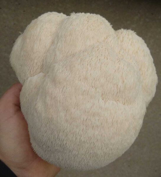 Farmed Lion's Mane