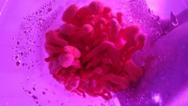 Farmed functional mushroom