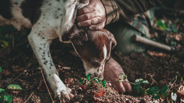 Truffle Pigs and Truffle Dogs